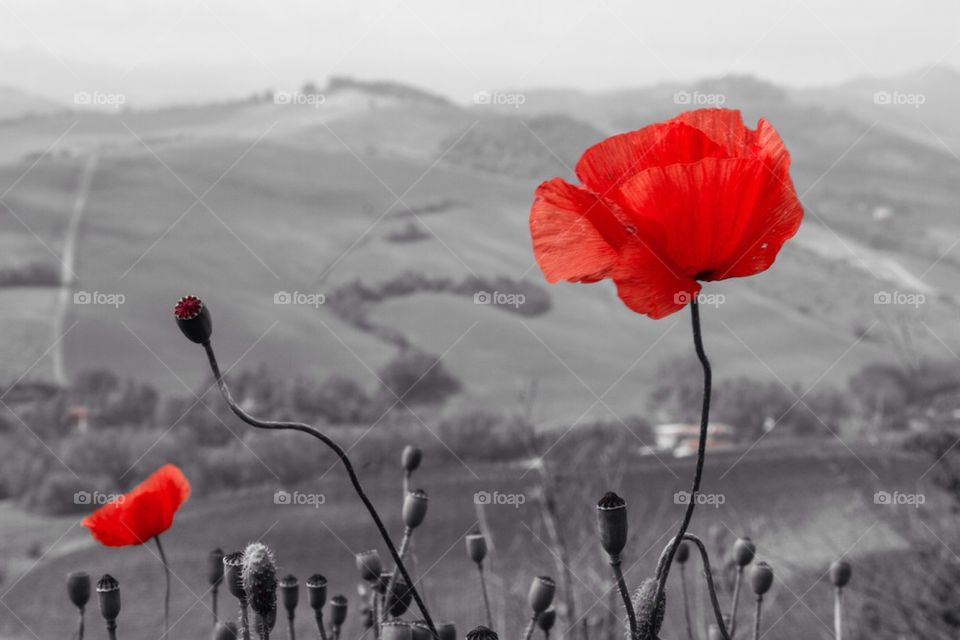 Red flower blooming against landscape