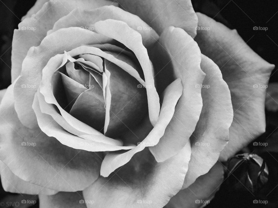 beauty of a rose in black and white