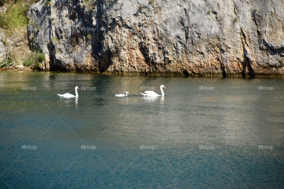 A tiny family of swans swimming in the sea near a cliff