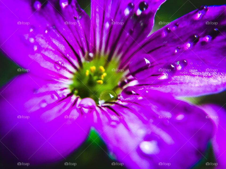 Rain on a purple flower