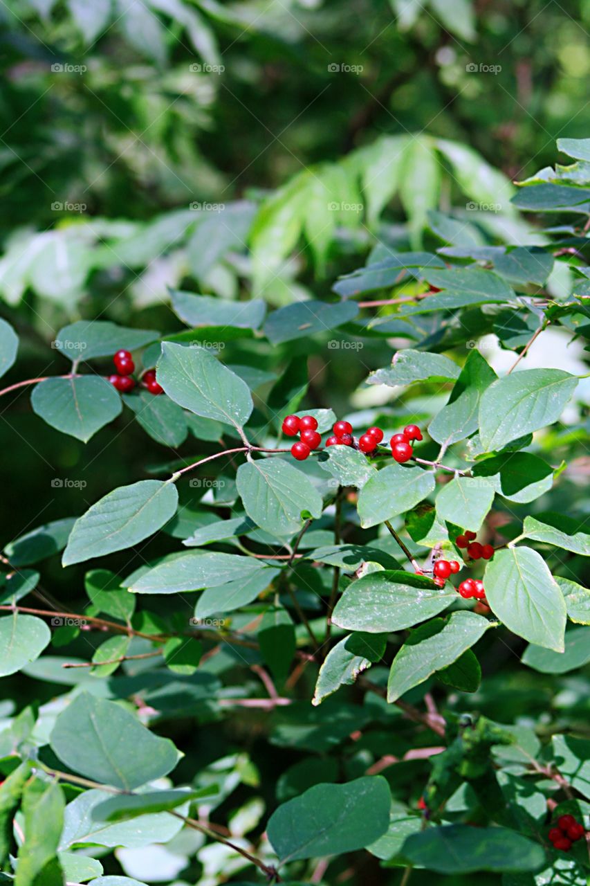 Poisonous berry