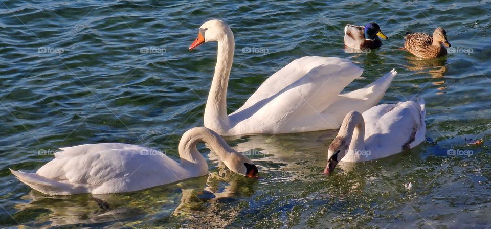 Beautiful swan family and wild ducks swimming in a cold lake near thin ice layer that coveres the lake on a sunny day