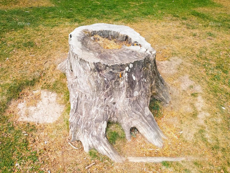 Dry root of pine tree in the meadow