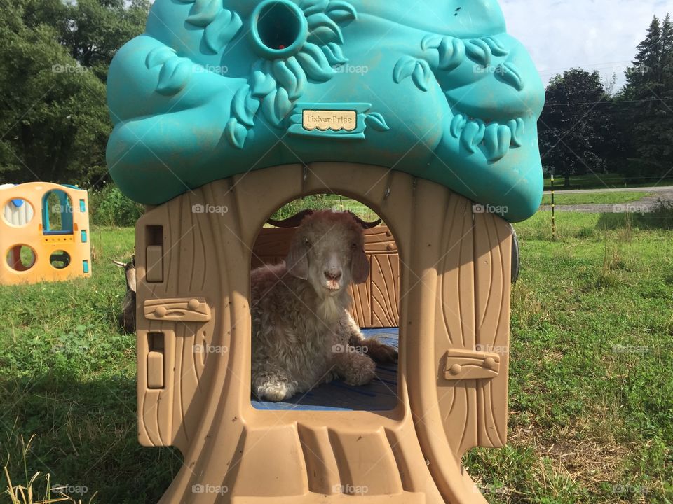 Goat in a playhouse