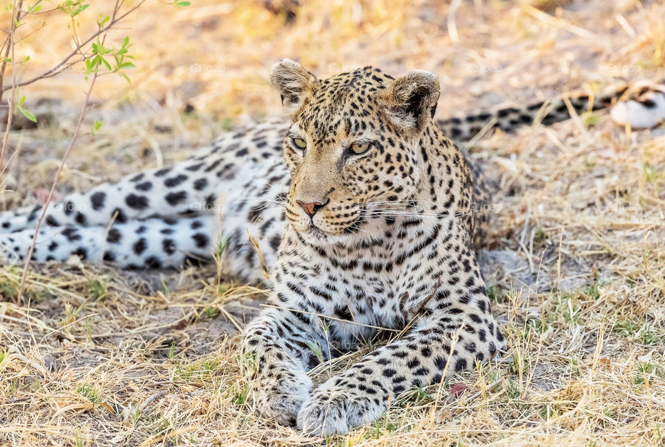 Khwai, Botswana wildlife pictures