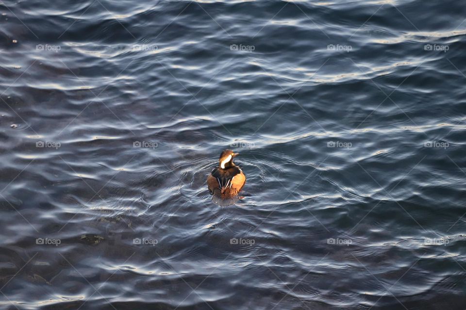 duck in the ocean 