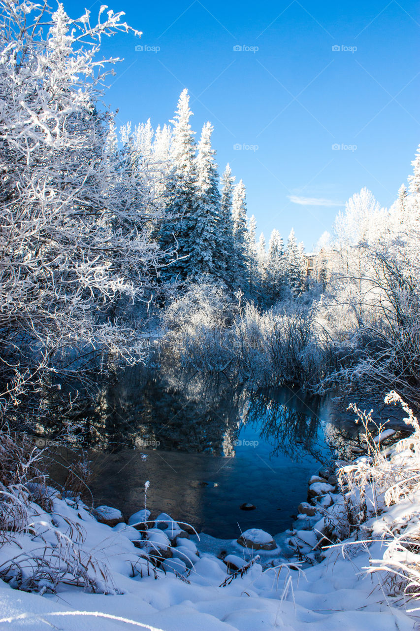 Pond in snowy forest