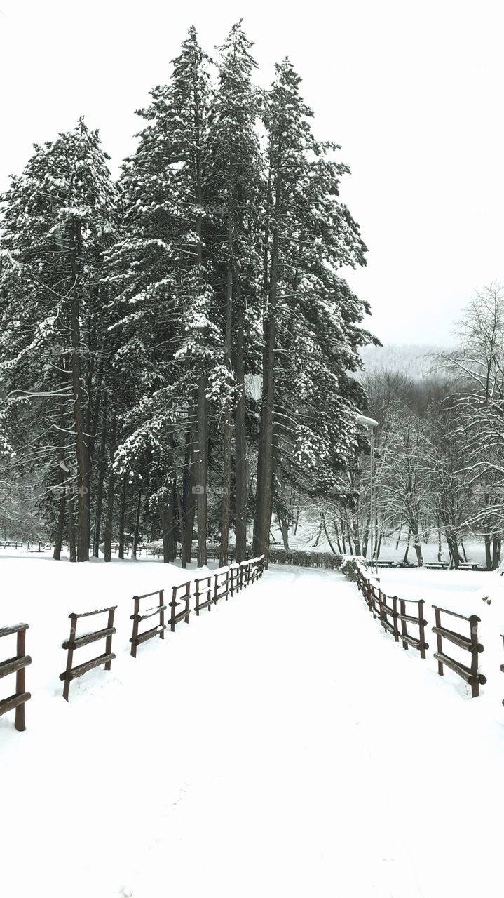 Snow in beautiful forest
