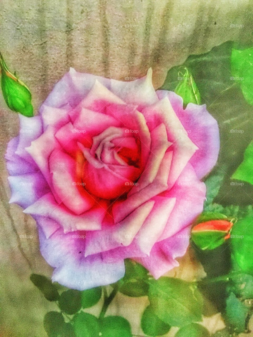 Pink Rose