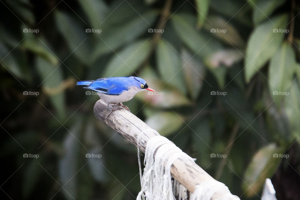 Velvet-Fronted Nuthatch 