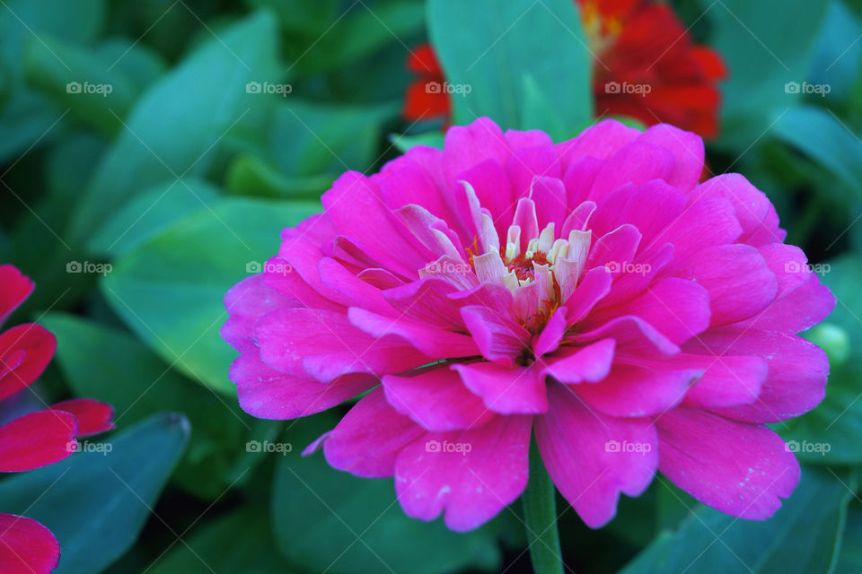 green garden pollen nature by sonchai