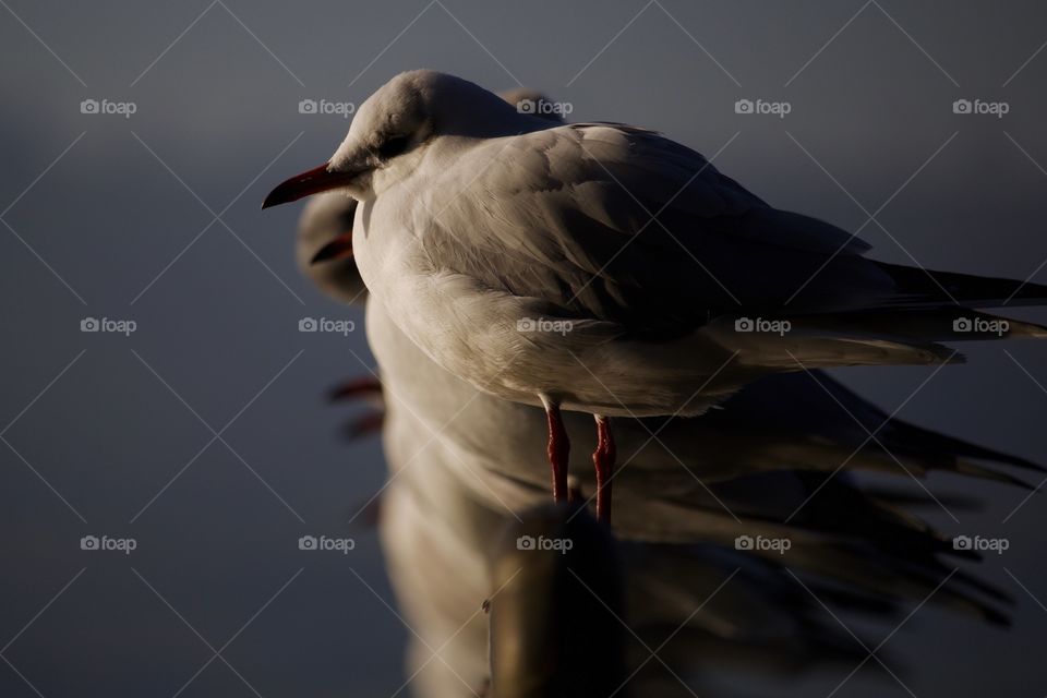 Seagulls perching