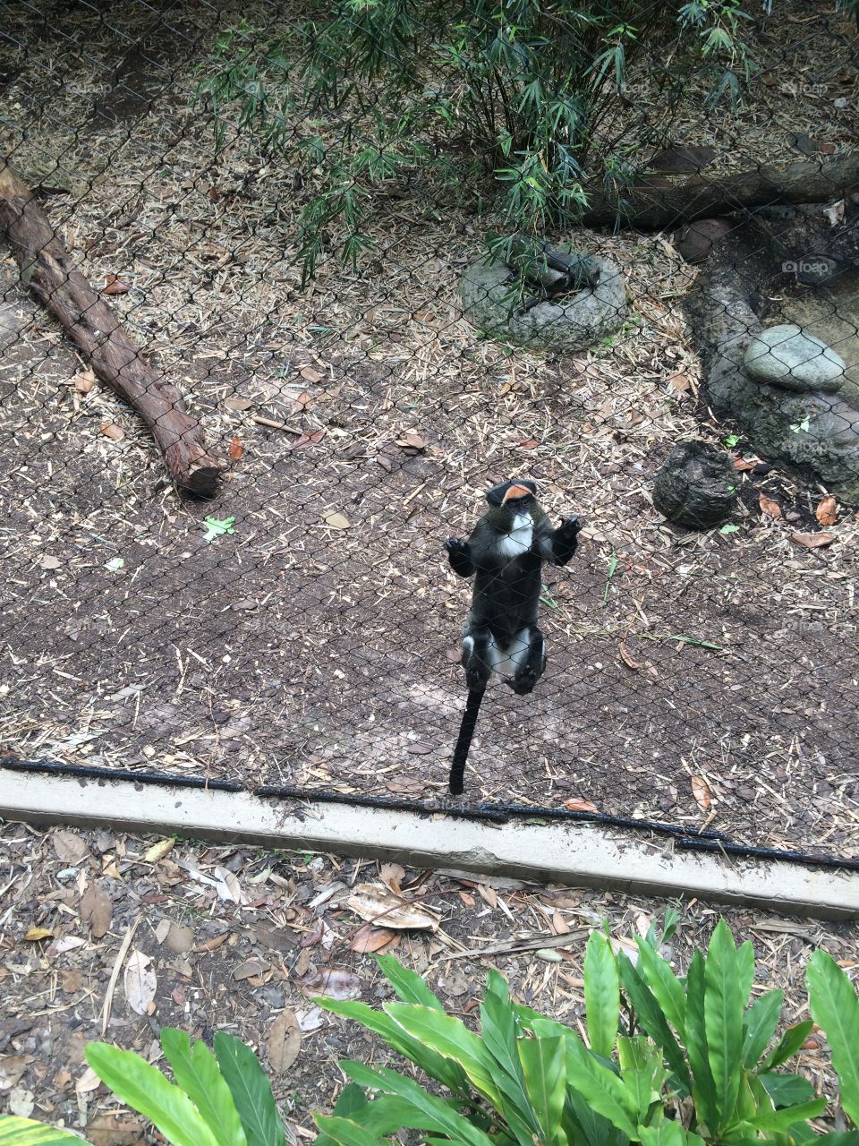 Tiny monkey 