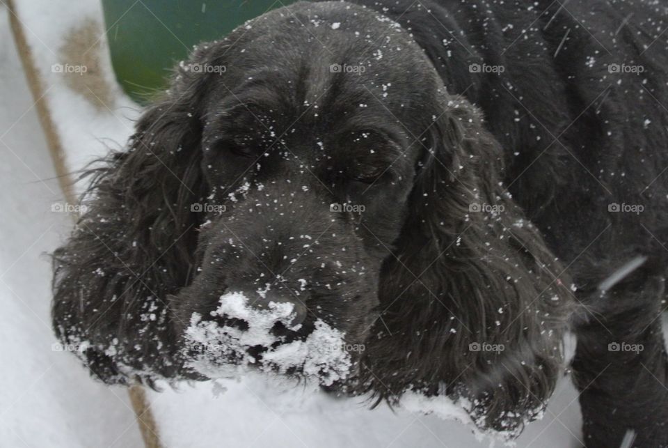 Snowy dog