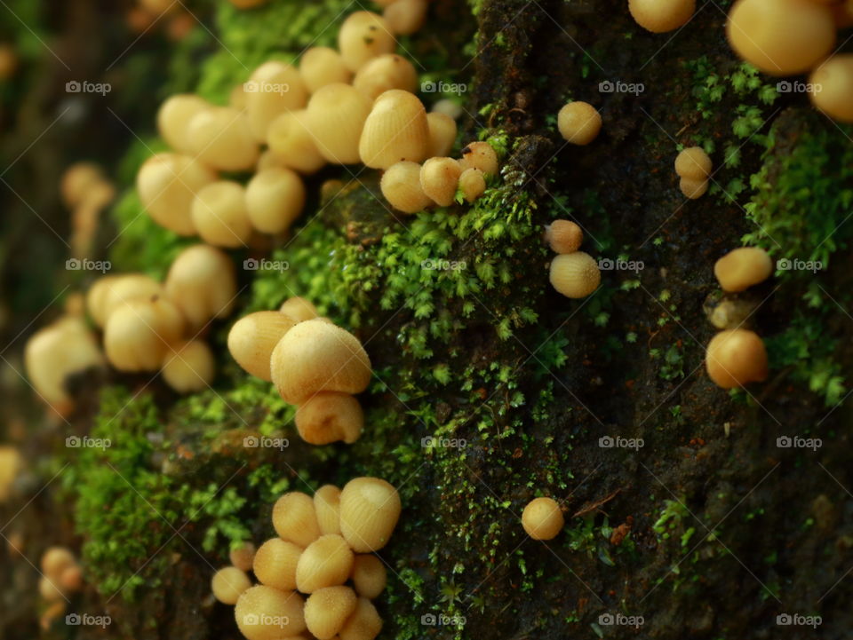 popping mushrooms everywhere