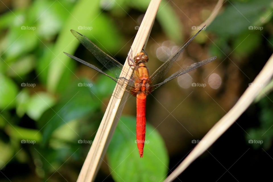 Red Dragonfly