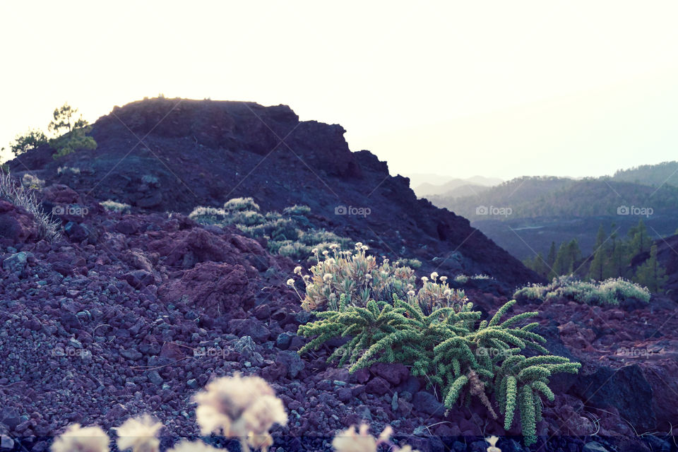 plants growing on top of the mountain