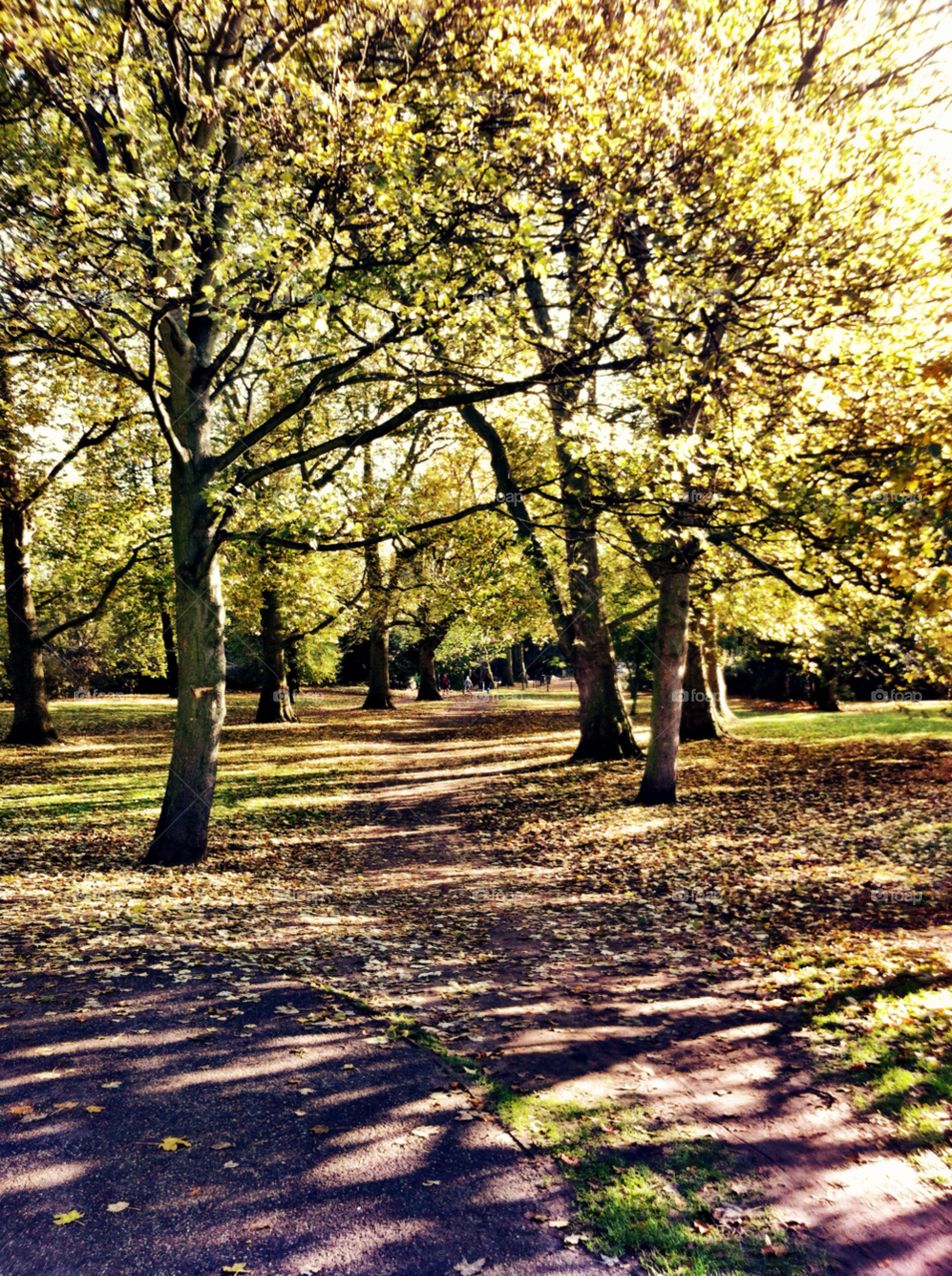 nature tree sun park by krauseandersen