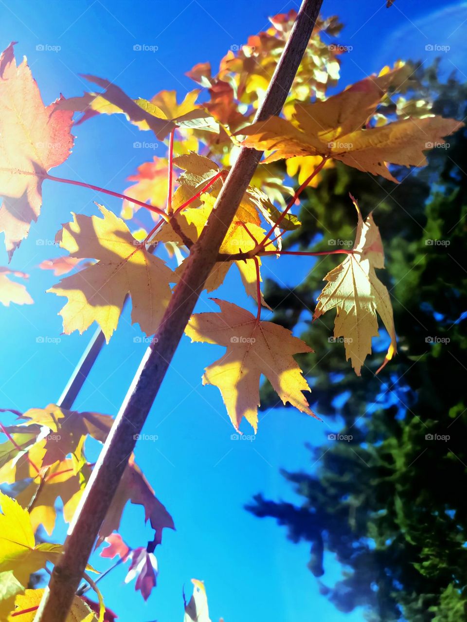 maple leaves color change