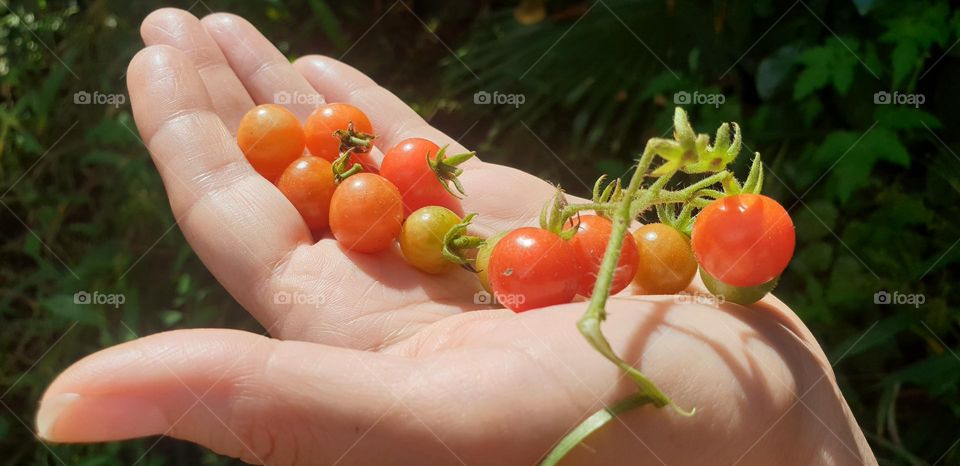 delicious mount tomatoes, criollo, perita or any of its types.  exquisite to accompany or prepare any meal