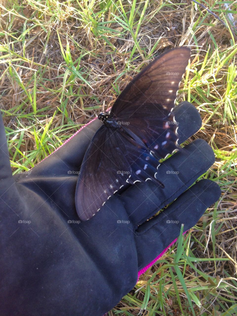 Butterfly on my hand. I found this injured butterfly while I was out metal detecting. Hopefully it survived after I placed it in a safer area.