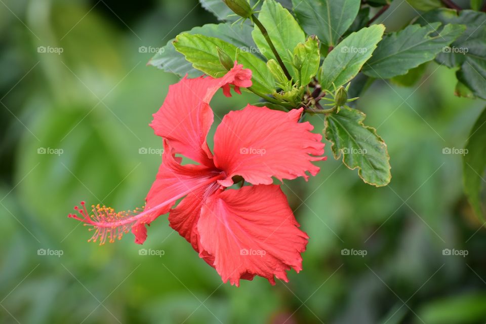 Wild hibiscus, state flower of Hawaii