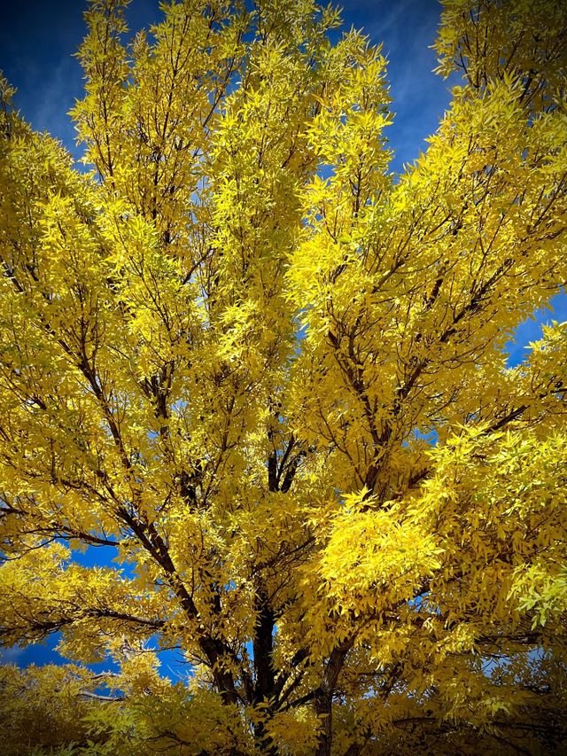 Fall wins. A tree covered with bright yellow leaves against the blue sky in Colorado 💛