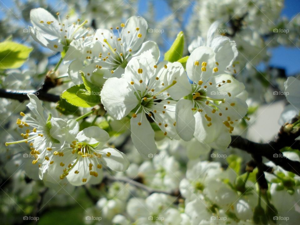 Flower, Cherry, Apple, Nature, Tree