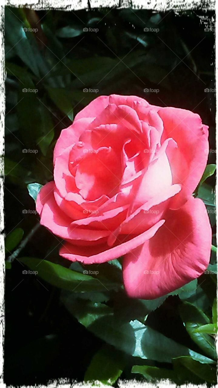 another pink rose