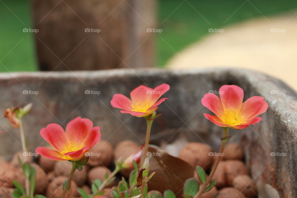 "The flower that blooms in adversity is the most rare and beautiful of all."