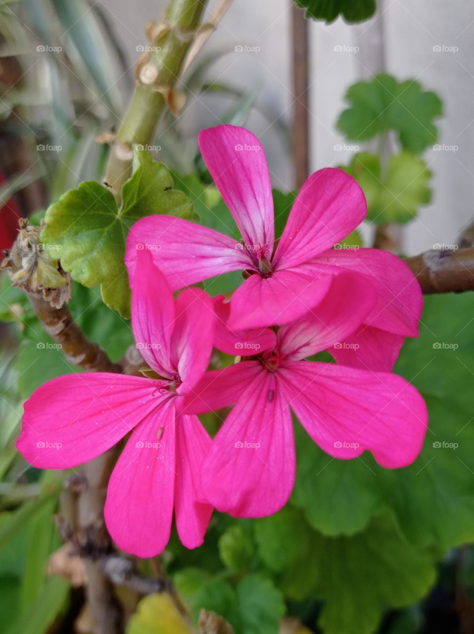 Pink geranium - geranio rosado