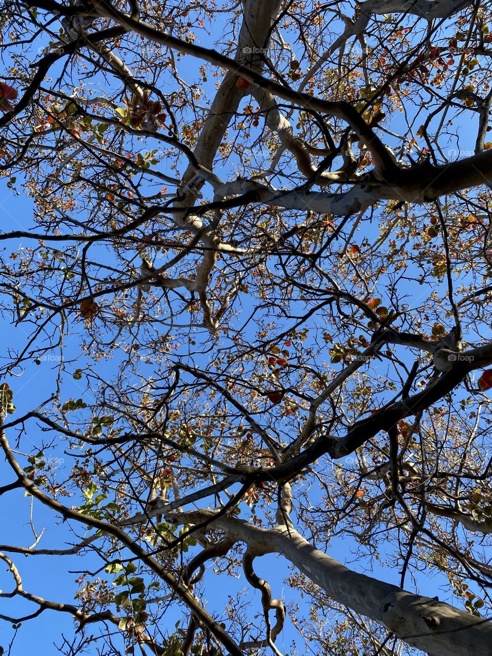 Tree branches with the sky in the background 