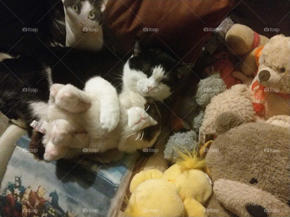 Cat with Teddy