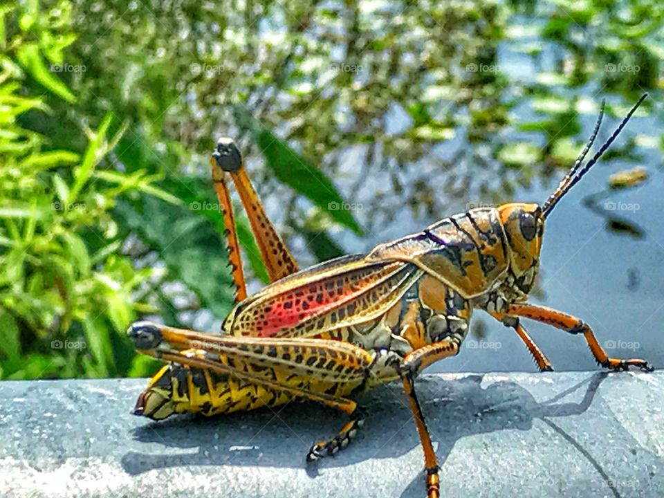 Brightly colored adult grasshopper lounging in the Florida sun