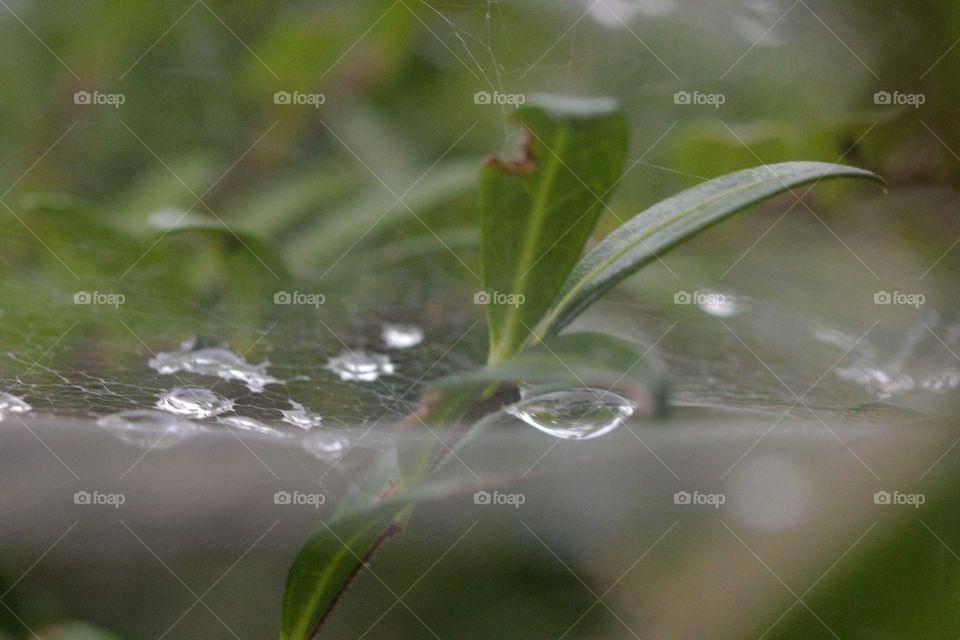 Water drop on spiderweb