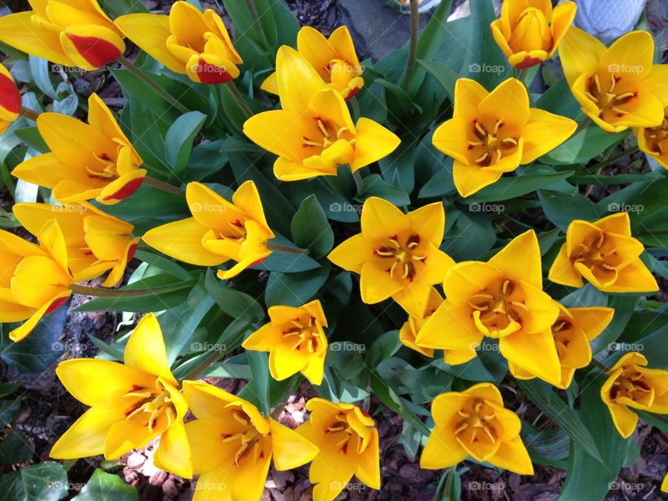Close-up of yellow Tulips