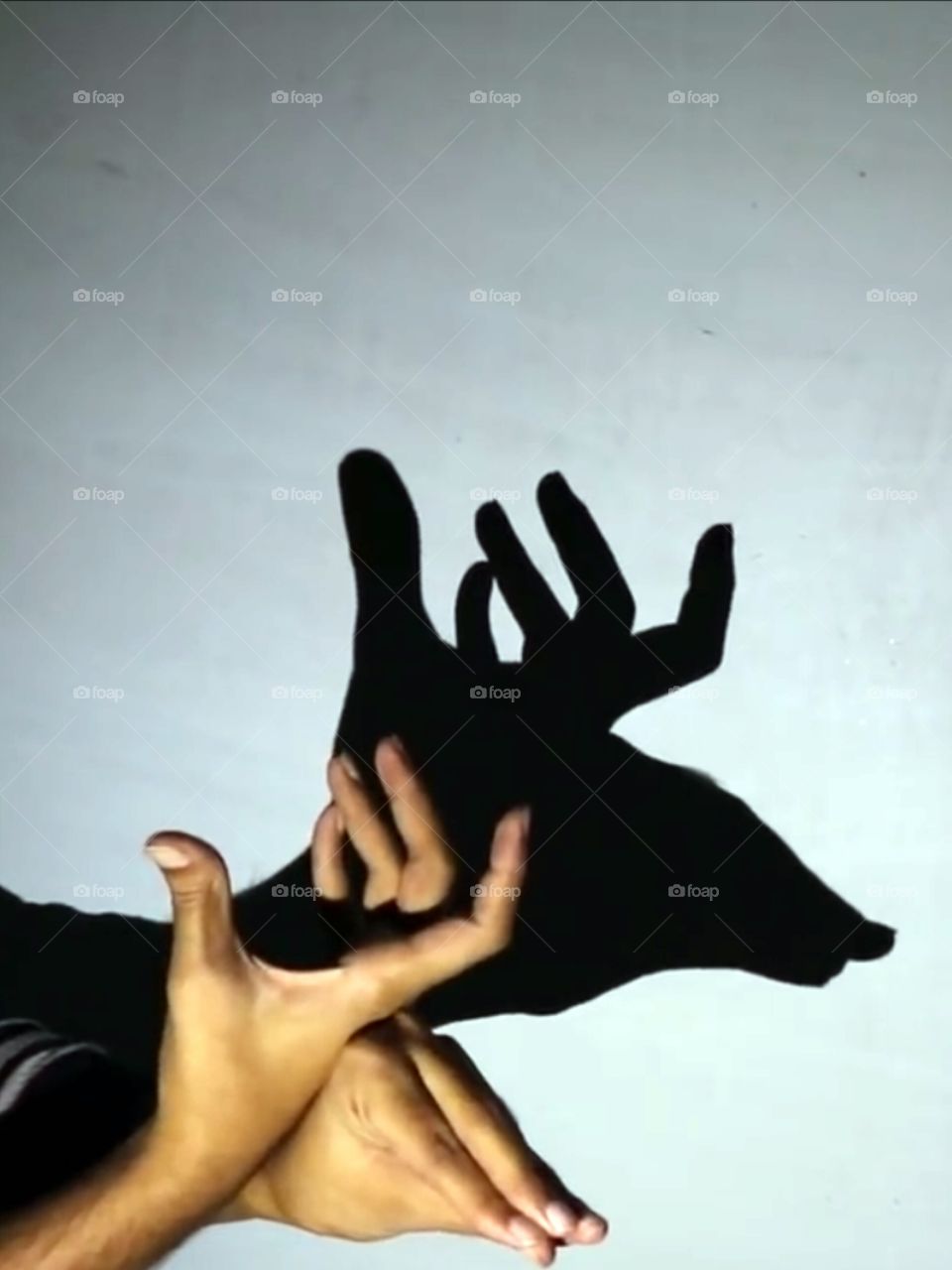 shadow work... wild deer