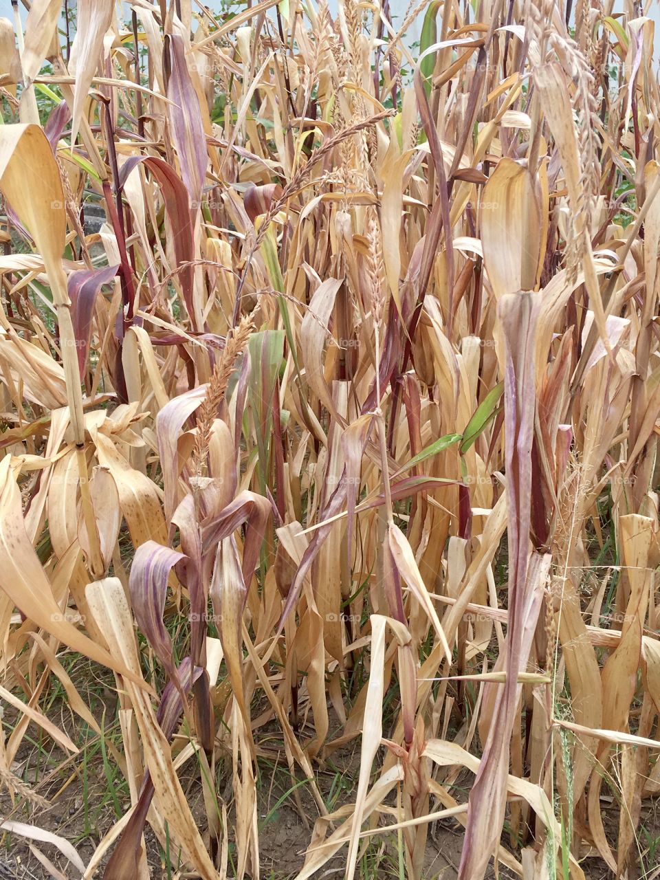  Wheat Ears 