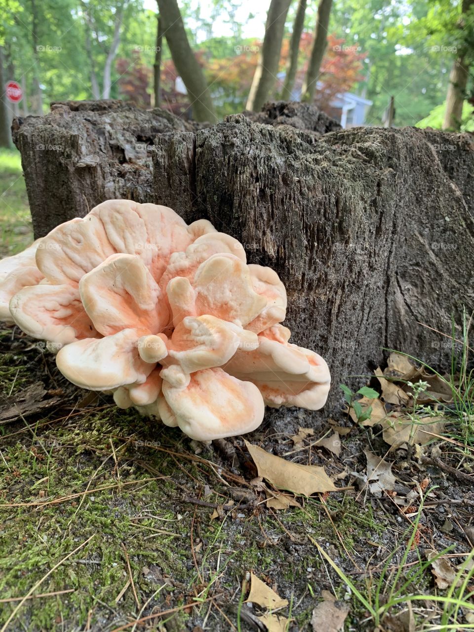 Mushroom and tree stump