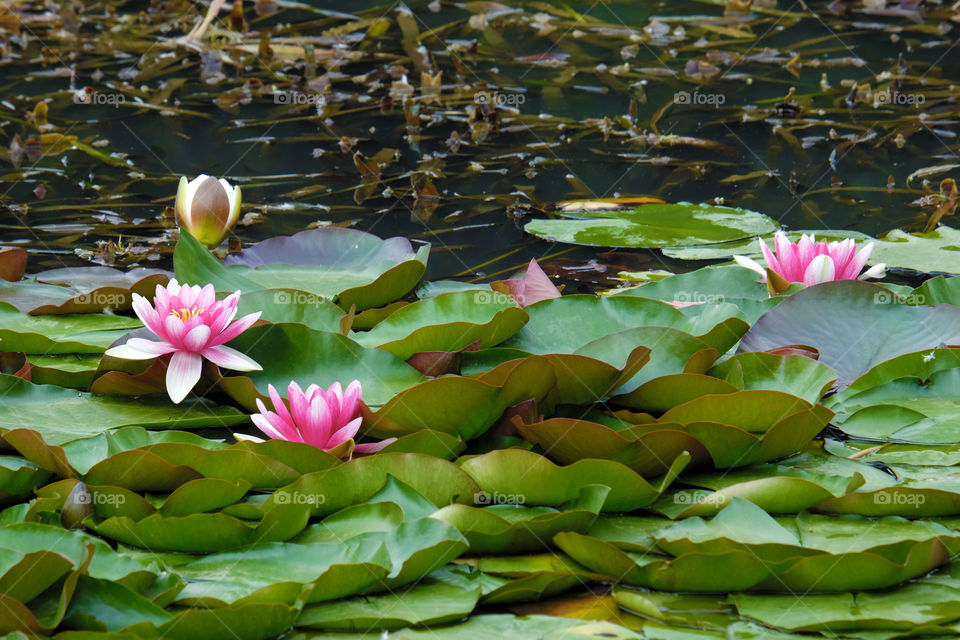 Alluring lotus pond