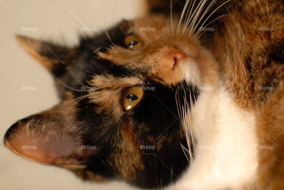 Marley. Portrait Of A Tortoiseshell Cat