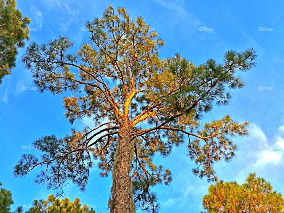 Looking up. Looking up at the tall tree.