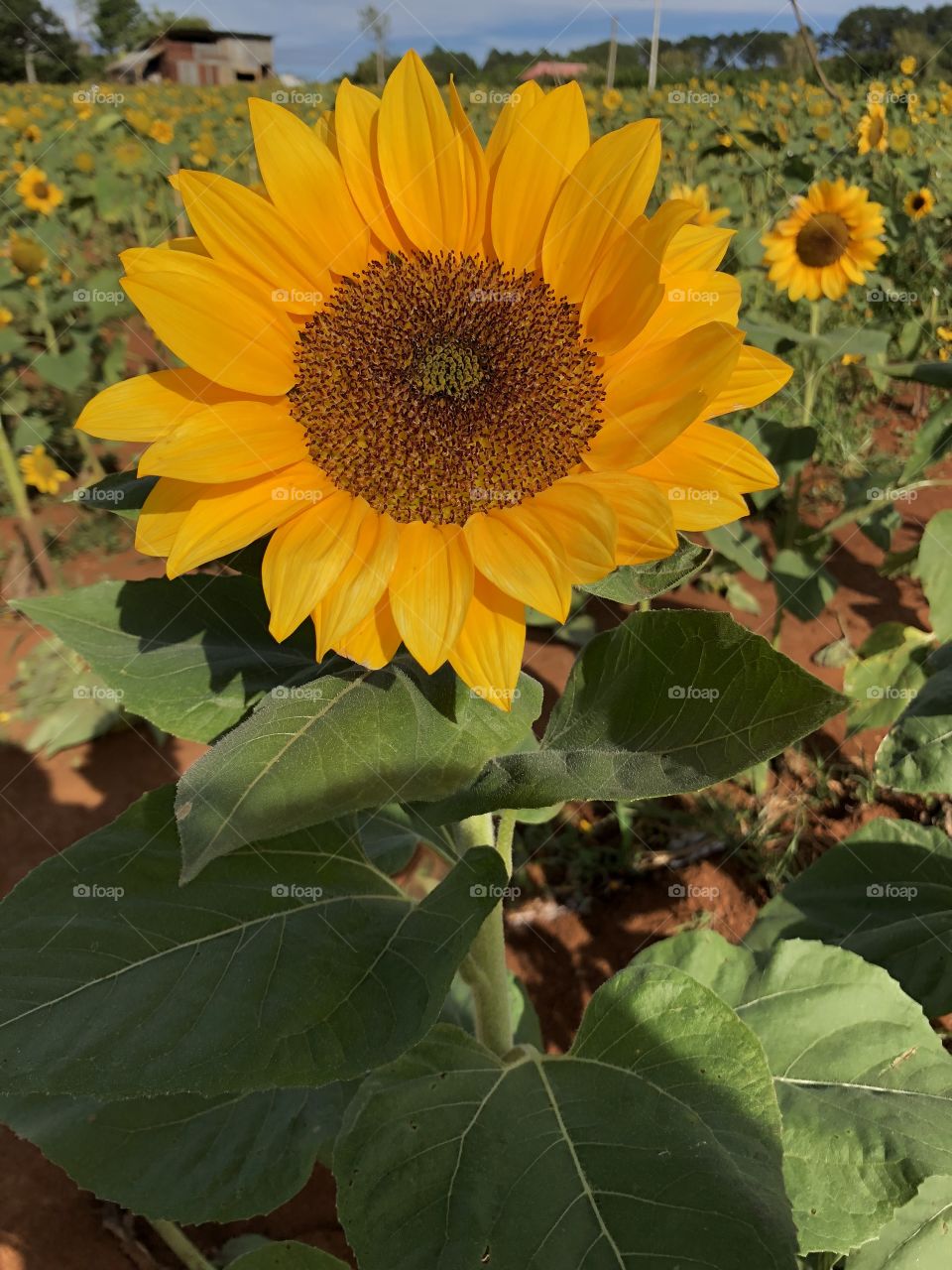 Sun flower. I love this flower because of its strong meaning. Always rising