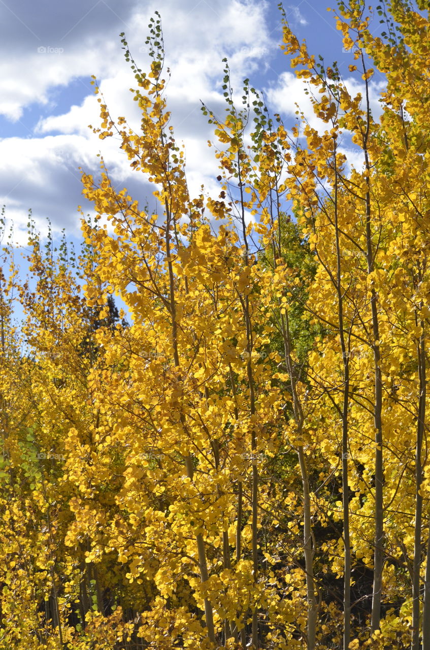 Aspens