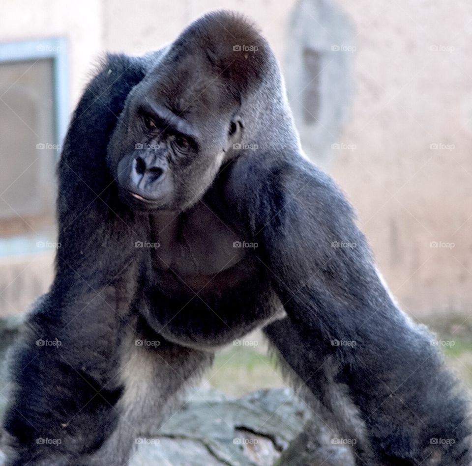 Silverback in Captivity 