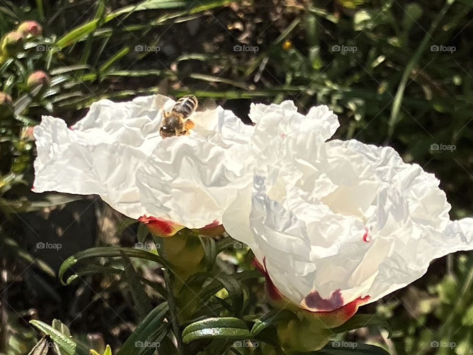 Bee on new blooming Cistea flowers 