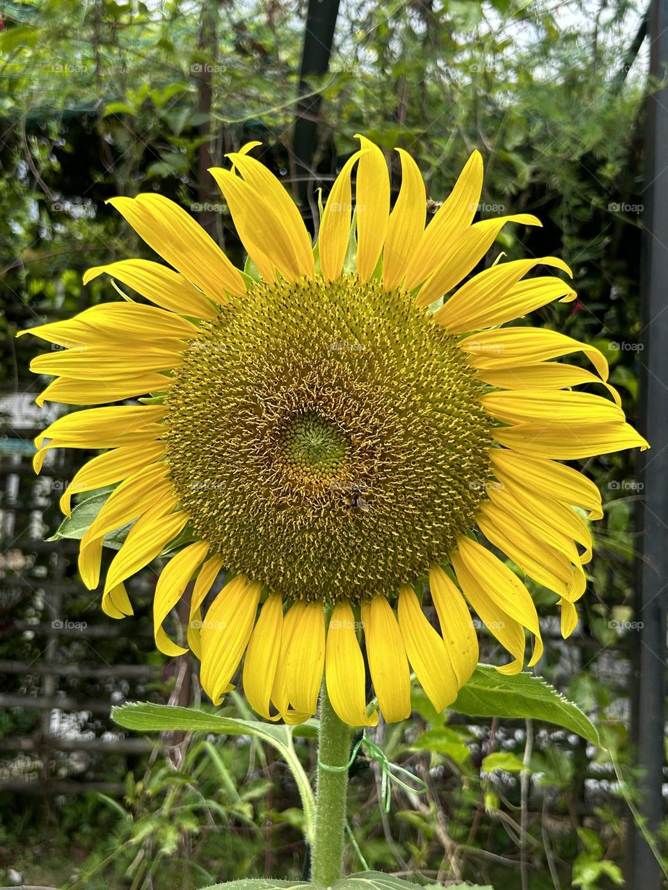 The common sun flower is large annual forb of genus Helianthus 