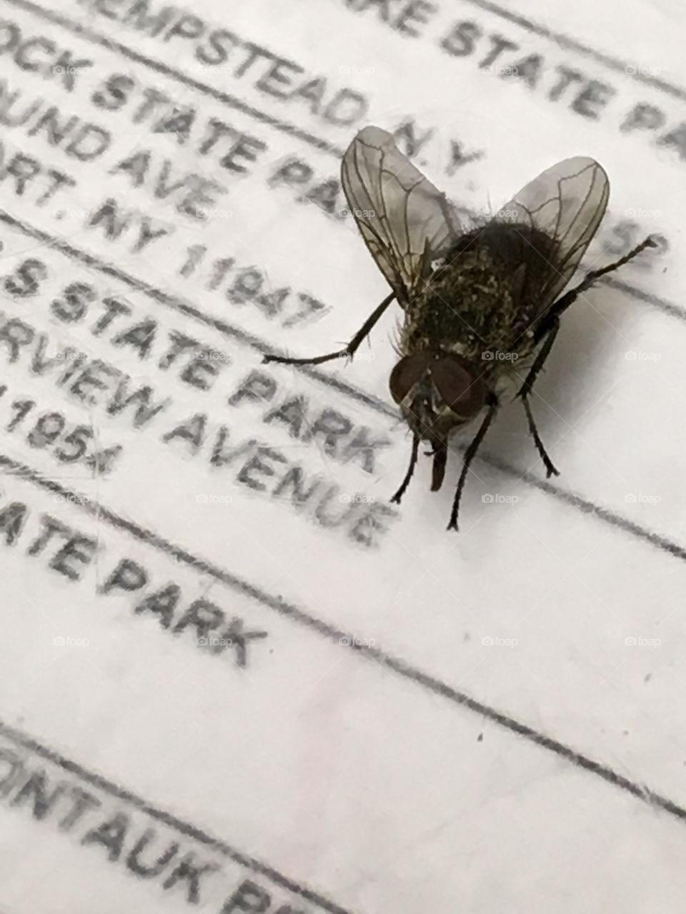 This fly has been hanging out and walking all over my desk for about an hour now...it isn’t even afraid of me! Did it forget how to fly away? Lol