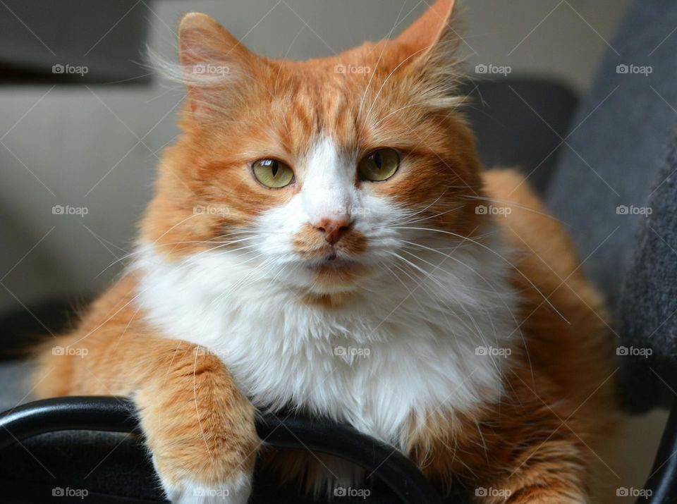 ginger cat relaxing home, autumn time