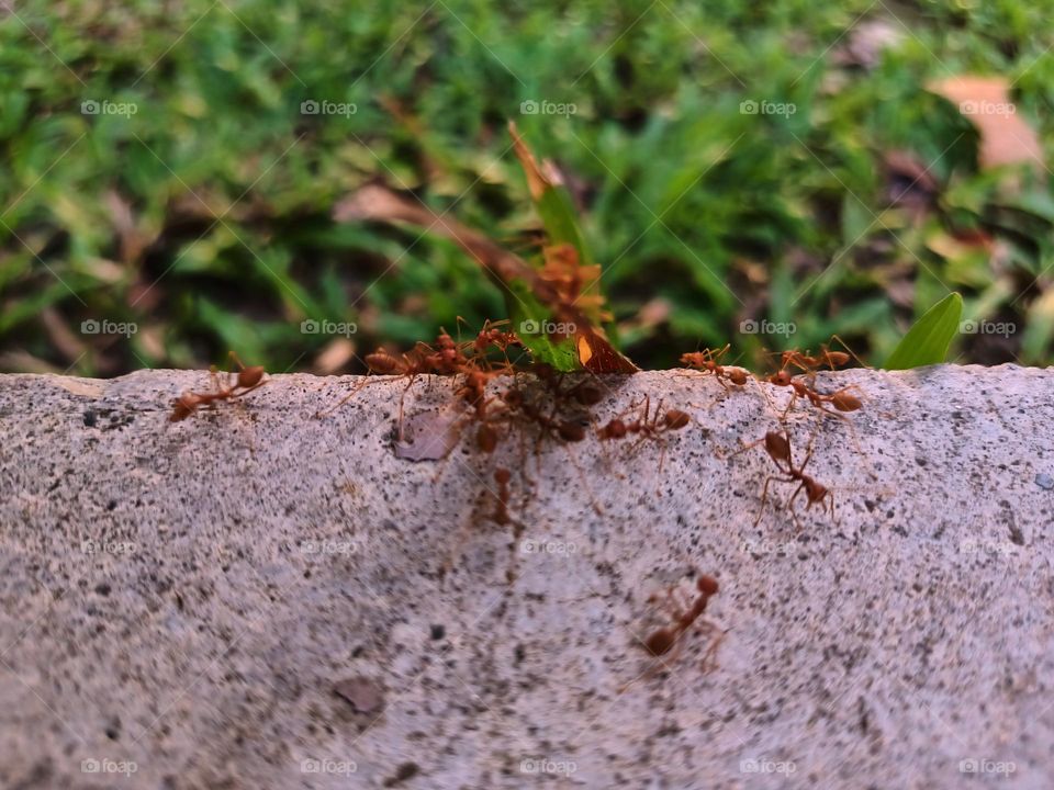 Red ants on the ground in the garden
